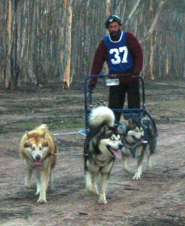 4-dog team