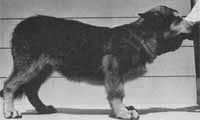 Chondrodysplastic Malamute pup