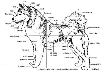 Alaskan Malamute structure