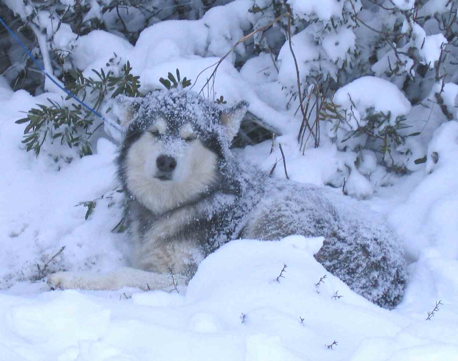 Malamute in the snow