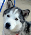 Max - 4 yo male Malamute in SA