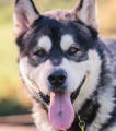 Ted - adopted
