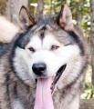 Koda - adopted