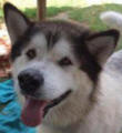 Maya - 6 yo female Malamute