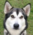 Dexter - 2 yo male Malamute x Husky