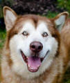 Bear - 8 yo male Malamute