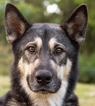Linc - 18 mo male GSD x Malamute x Husky