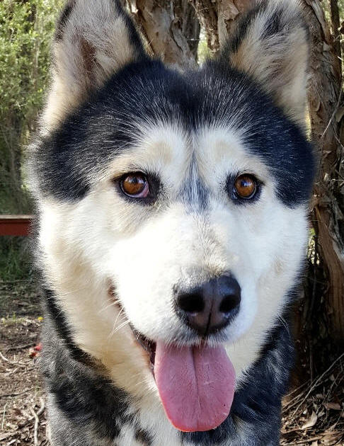 Misha - Malamute x Husky