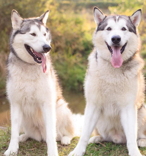 Gypsy & Cruze - 5yo Malamutes