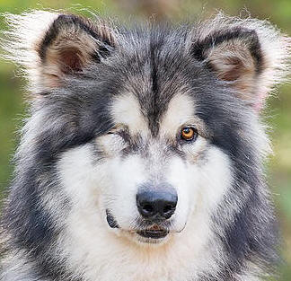 Manawa - 3 yo male Malamute
