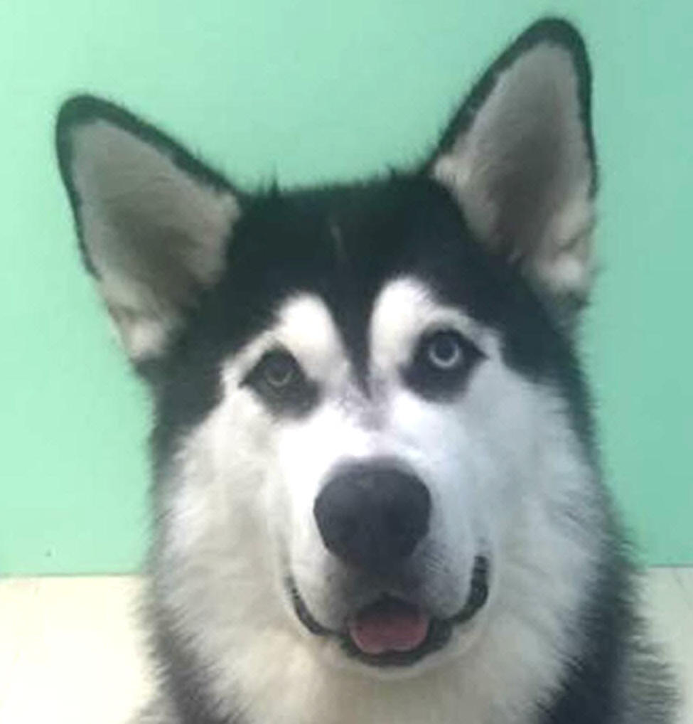 Unit - adopted
