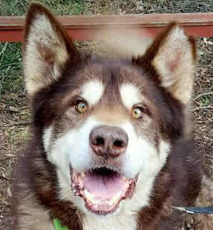 Ranger - 6 yo male Malamute