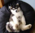 Puppy in bean bag
