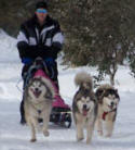 Alaskan Malamute Sledding team